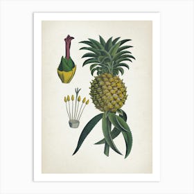 Vintage Bollmann 6 Ananas Art Print