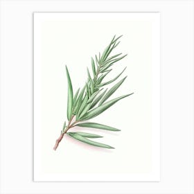 Tarragon Herb Pencil Colour Art Print