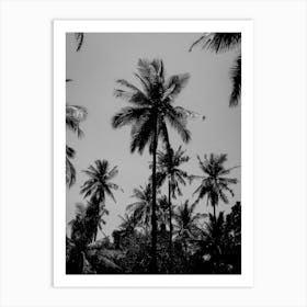 Tropical Palms In Black And White Art Print