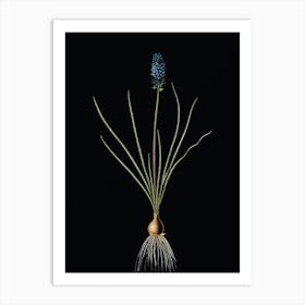 Vintage Grape Hyacinth Botanical Illustration on Solid Black n.0647 Art Print