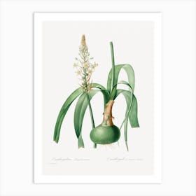 Ornithogalum Longibracteatum, Pierre Joseph Redouté Art Print