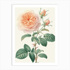 English Roses Painting Rose With Leaves 4 Art Print