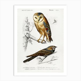 Different Types Of Birds, Charles Dessalines D'Orbigny 4 Art Print