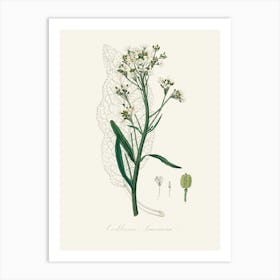 Vintage Botanical John Stephenson and James Morss Churchill Art Print_2731672 Art Print