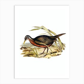 Vintage Chestnut Bellied Rail Bird Illustration on Pure White Art Print