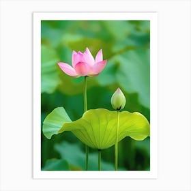 Lotus Flower 20 Art Print