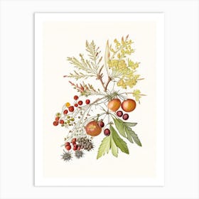 Hawthorn Spices And Herbs Pencil Illustration 1 Art Print