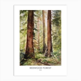 Redwood Forest 4 Watercolour Travel Poster Art Print