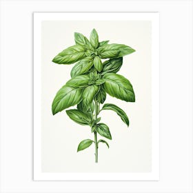Basil Vintage Botanical Herbs 2 Art Print