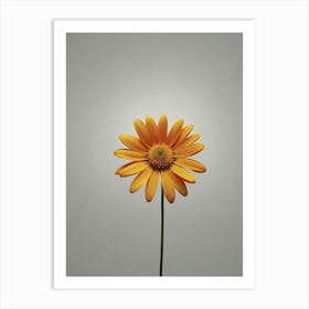 Single Yellow Daisy Art Print