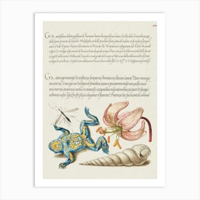 Water Gnat, Martagon Lily, Yellow–Bellied Toad, And European Screw Shell From Mira Calligraphiae Monumenta, Joris Hoefnagel Art Print