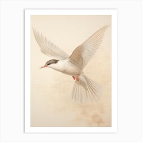 Vintage Bird Drawing Common Tern 2 Art Print