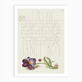 Ladybird And European Wild Pansy From Mira Calligraphiae Monumenta, Joris Hoefnagel Art Print