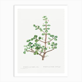 Portulacaria Afra, Pierre Joseph Redoute Art Print