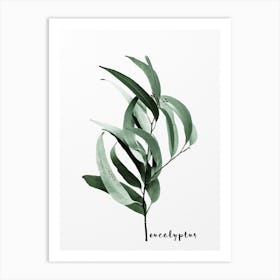 Eucalyptus Australian Gum Tree Art Print