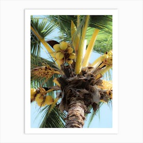 Coconut Palm Tree Poster