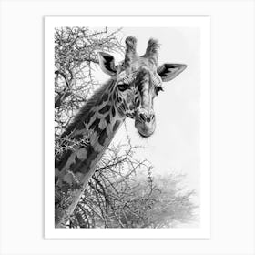 Giraffe With The Acacia Tree 2 Art Print
