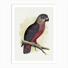 Cockatoo 2 Art Print