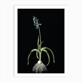 Vintage Common Bluebell Botanical Illustration on Solid Black Art Print