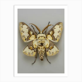 Moth butterfly Art Print