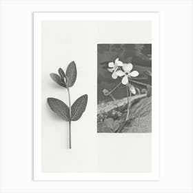 Forget Me Not Flower Photo Collage 4 Art Print