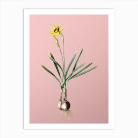 Vintage Narcissus Gouani Botanical on Soft Pink n.0548 Art Print