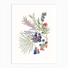 Juniper Berries Spices And Herbs Pencil Illustration 2 Art Print