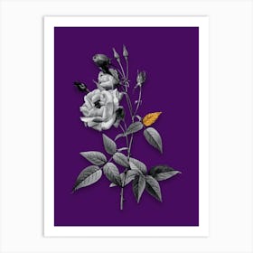 Vintage Common Rose of India Black and White Gold Leaf Floral Art on Deep Violet n.0526 Art Print
