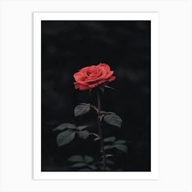 Dark Rose 38 Art Print