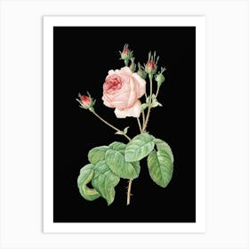 Vintage Cabbage Rose Botanical Illustration on Solid Black n.0632 Art Print