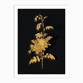 Vintage Alpine Rose Botanical in Gold on Black n.0118 Art Print