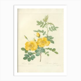 Rose Illustration, Pierre Joseph Redoute (8) Art Print