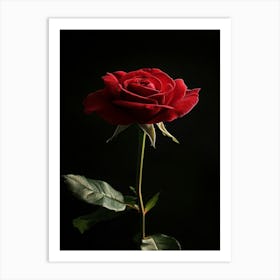 Red Rose On Black Background 59 Art Print