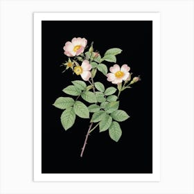 Vintage Short Styled Field Rose Botanical Illustration on Solid Black n.0428 Art Print
