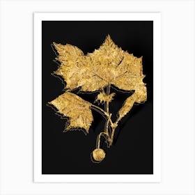 Vintage American Sycamore Botanical in Gold on Black n.0348 Art Print