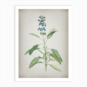 Vintage Sage Plant Botanical on Parchment n.0052 Art Print