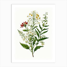 Vintage Botanical Galleria Style Wildflower Painting 2 Art Print