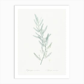 Asparagus Sarmentosus, Pierre Joseph Redoute Art Print