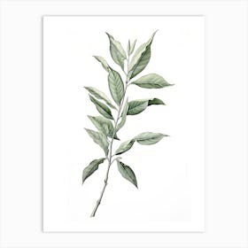 Bay Leaves Vintage Botanical Herbs 3 Art Print