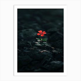 Red Flower In The Dark 1 Art Print