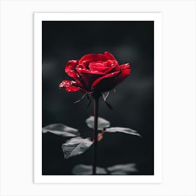 Dark Rose 34 Art Print