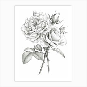 Roses Sketch 13 Art Print