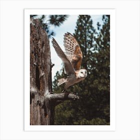 Barn Owl Flying Art Print