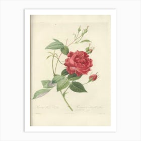 Rose Illustration, Pierre Joseph Redoute (2) Art Print