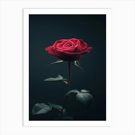 Rose On A Dark Background Art Print