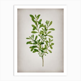 Vintage Bog Myrtle Botanical on Parchment n.0887 Art Print