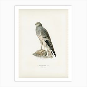 Montagu S Harrier Male (Circus Pygargus), The Von Wright Brothers Art Print
