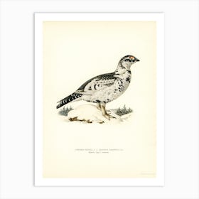 Hybrid Between Black Grouse And Willow Ptarmigan, The Von Wright Brothers Art Print