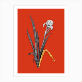 Vintage Crimean Iris Black and White Gold Leaf Floral Art on Tomato Red n.1142 Art Print