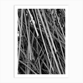 Black Tectorius plant shoots art Art Print